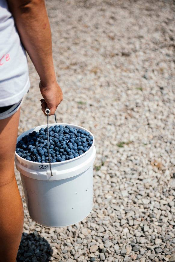 A bucket of fresh blueberries